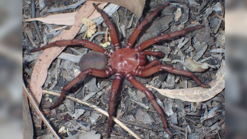 Giant Trapdoor Spiders Discovered in Queensland and Australia