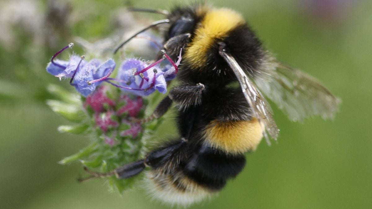 Featured image for Scientists Discover Bumblebees Can Learn and Interpret Morse Code