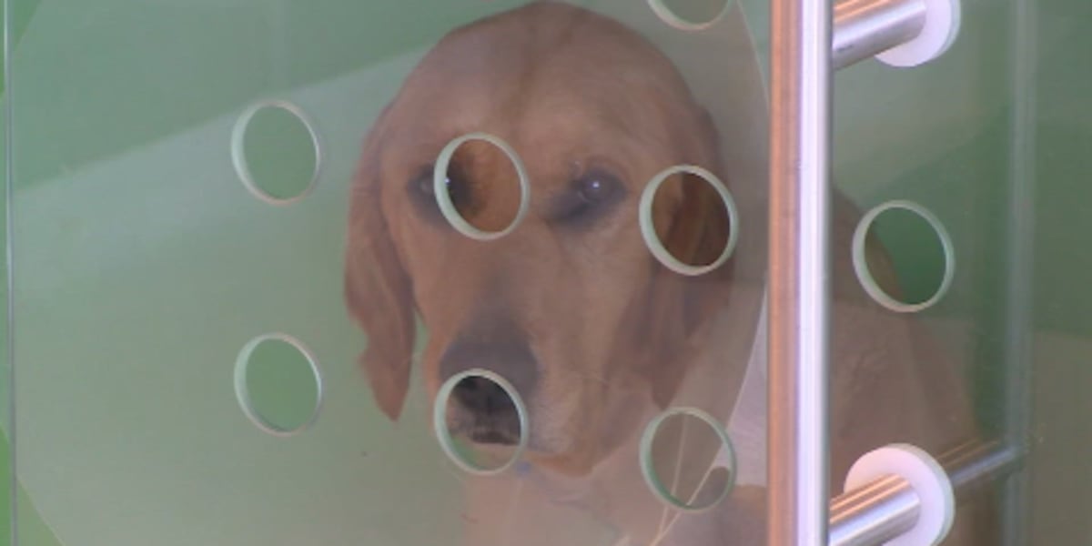 Featured image for "Update on Mysterious Canine Respiratory Illness: Veterinarian Cautiously Optimistic about Slowing Spread"