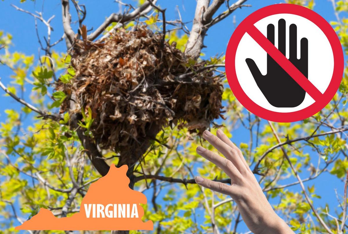 Featured image for "Identifying Non-Bird Nests in Virginia Trees"