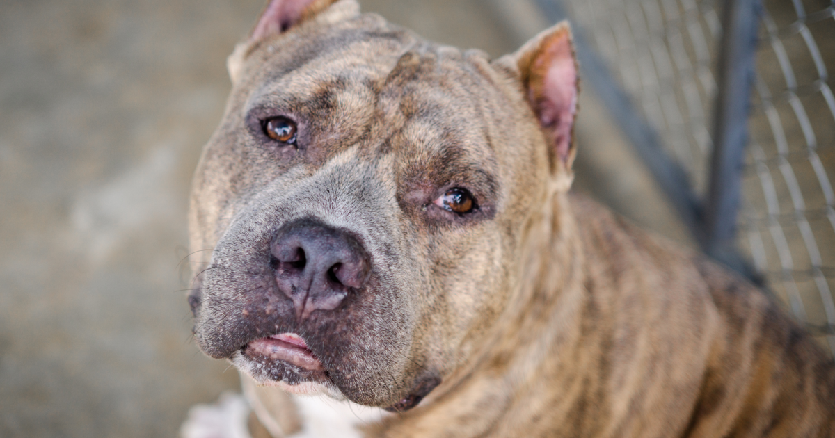Featured image for Dog Mom Comforts Rescued Bully After Abuse