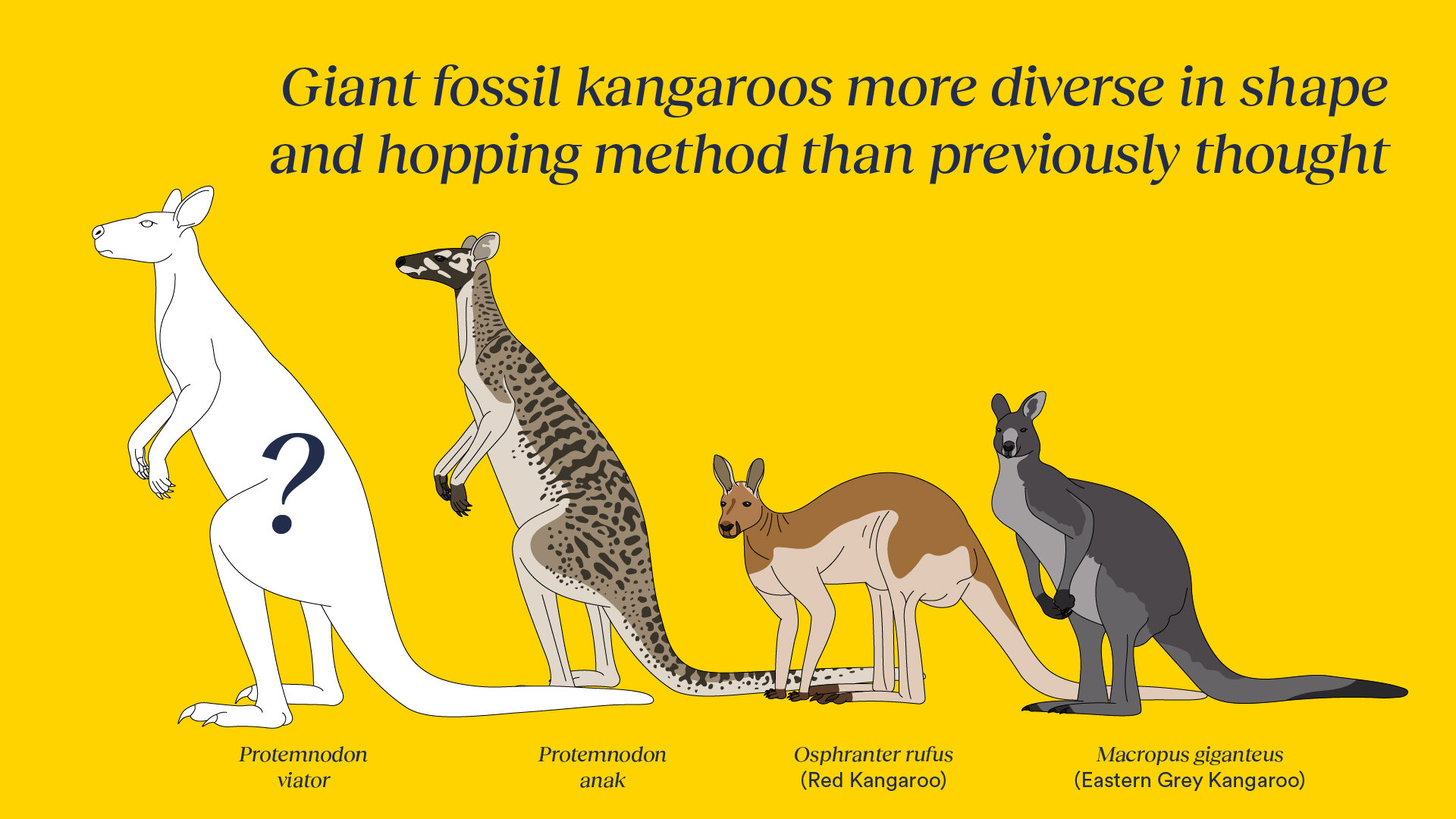"Unearthing Extinct Giants: New Discoveries in Australia and New Guinea's Fossil Kangaroos"