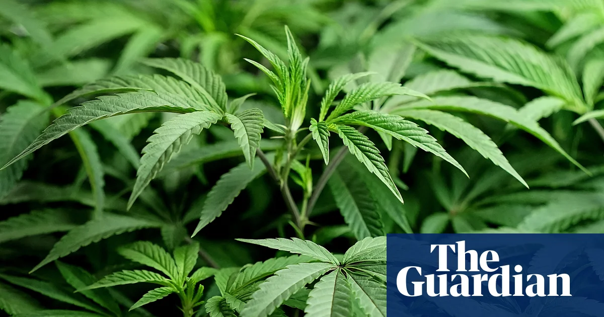 Featured image for Cannabis Stocks Rise Following Trump's Endorsement of CBD for Seniors