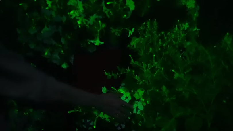 Featured image for "Bioluminescent Petunias: The Future of Illuminated Gardens"