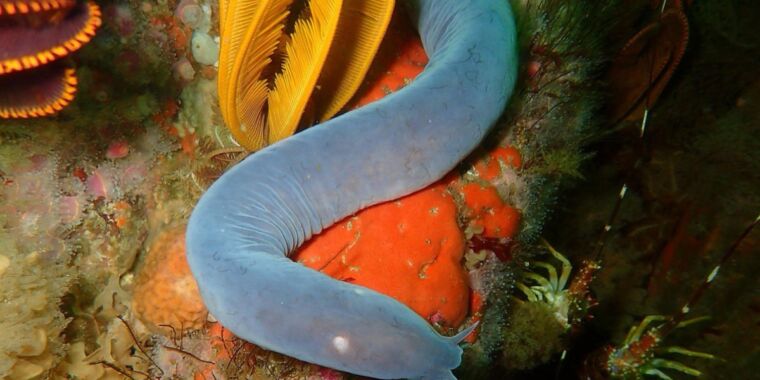 Featured image for "Scientists Unveil Secrets of Hagfish Burrowing with Gelatine Tank"