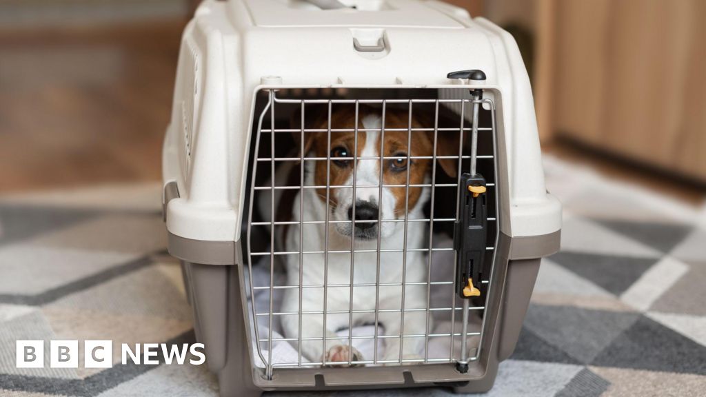 Featured image for Scottish Parliament approves tough new laws on dog theft