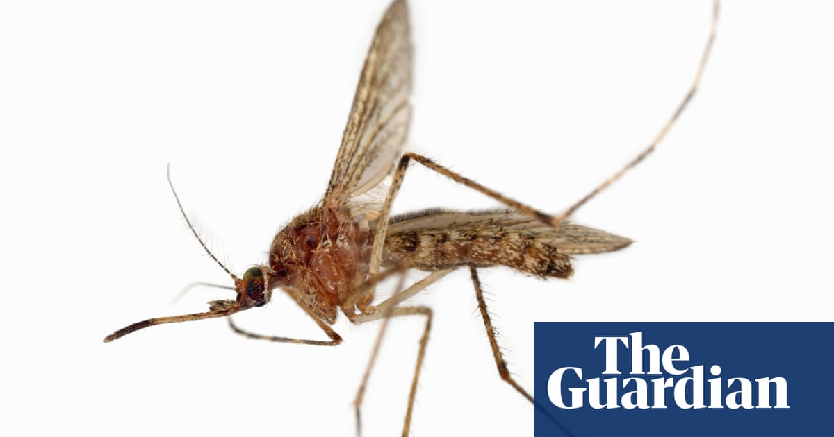 "Swarming Mosquitoes Plague Houston Post-Storms: How to Protect Yourself"