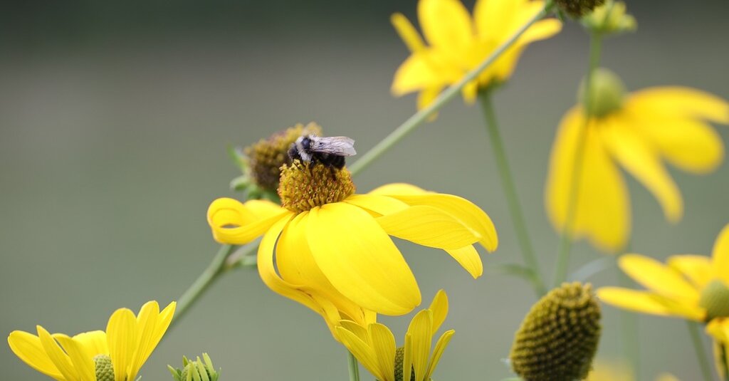 Featured image for "Winning Words: Spelling Bee Answers Unveiled for November 25, 2023"