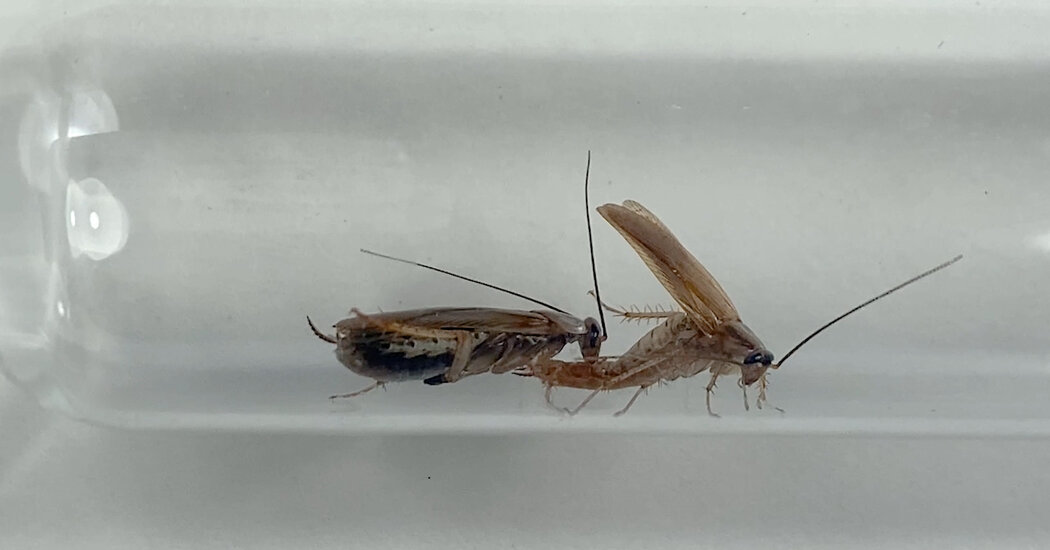 Featured image for New Mutations Arise in Strange Cockroach Sex.