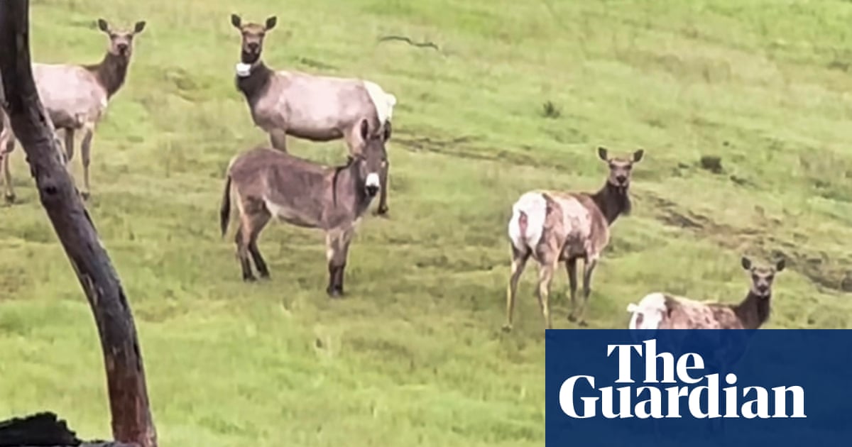 Featured image for Escaped Pet Donkey Found Living with Elk After 5 Years