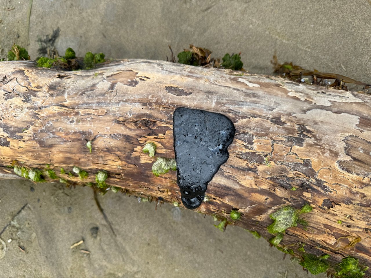 Featured image for "Oil-Coated Birds and Tar Globs Plague Oregon Coast"