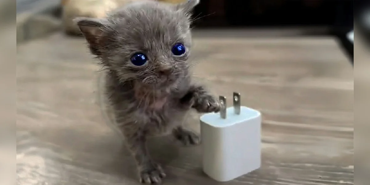 Featured image for Micro Kitten Survives Against Odds After Meeting New Friend