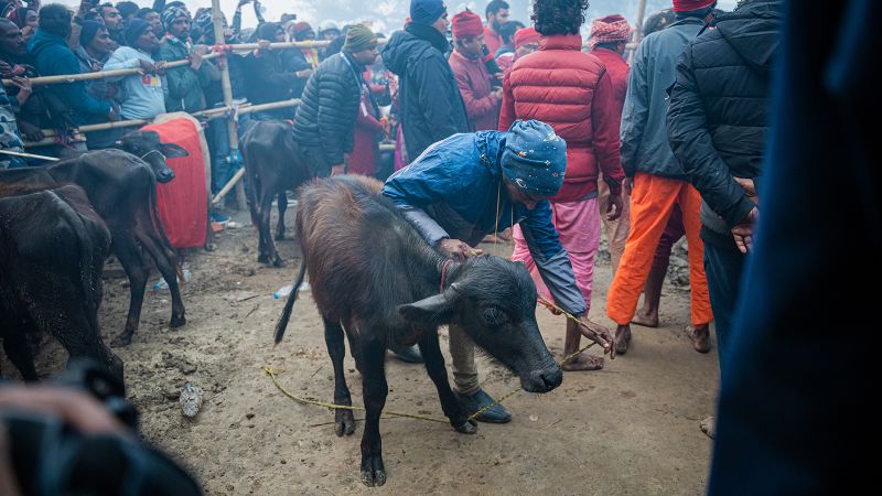 Controversy Surrounds Nepal's Gadhimai Festival and Its Mass Animal Sacrifice