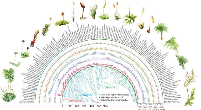 Featured image for Bryophytes Exhibit Greater Gene Diversity Than Vascular Plants