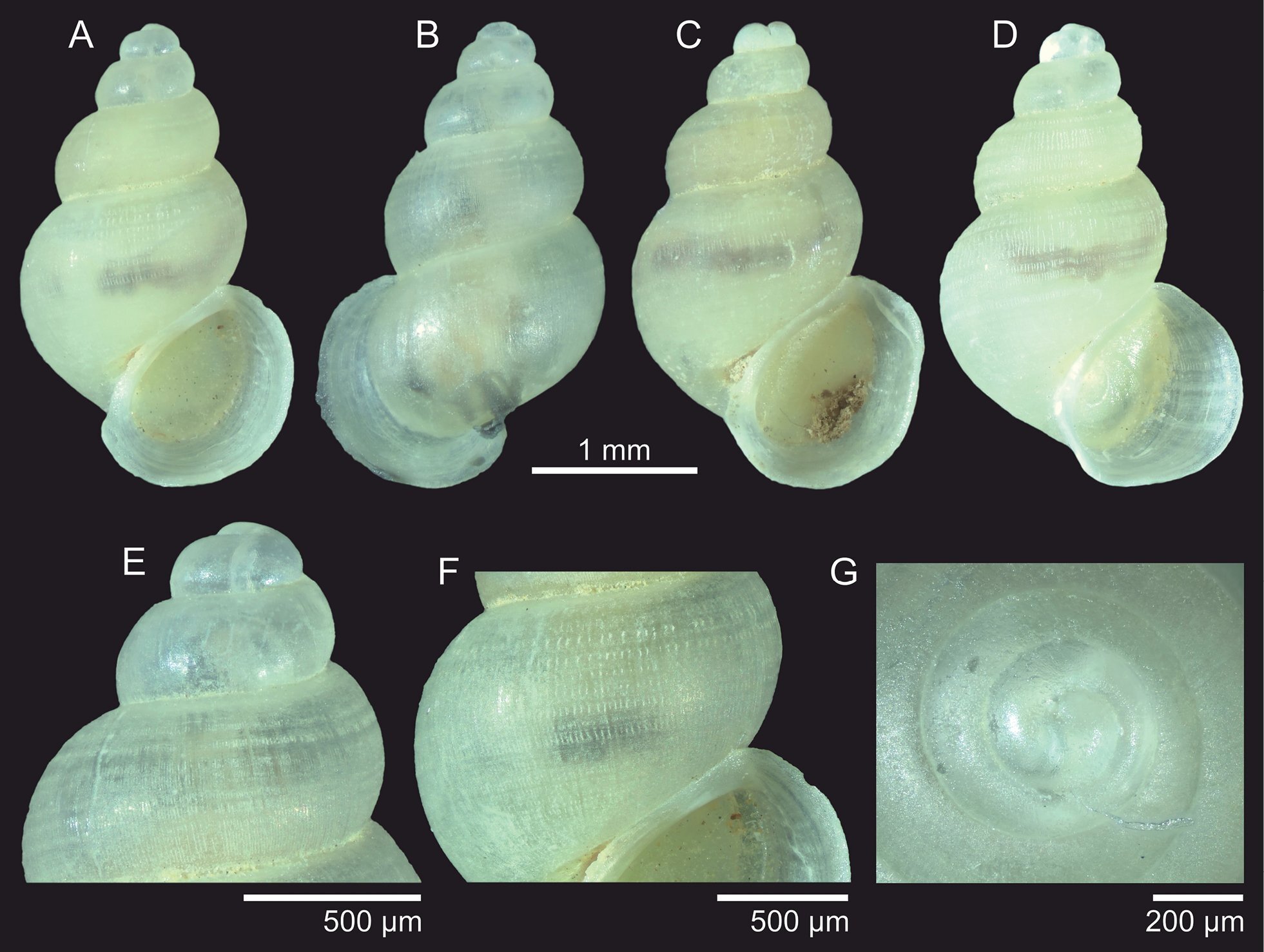Featured image for Newly Discovered Snail Species Honor Tolkien's Legacy