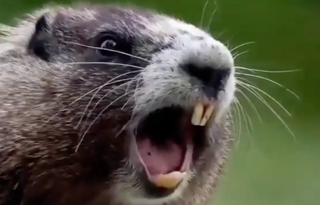 Featured image for "Angry Groundhog's Ear-Piercing Scream: 'Hey!'"