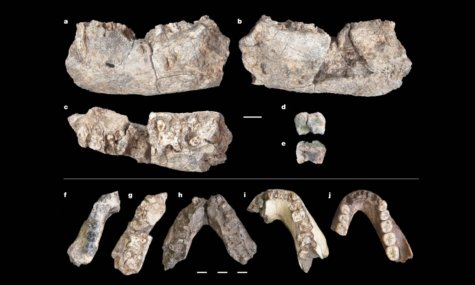 Ancient Paranthropus Jawbone Nudges Human Evolution Timeline Northward