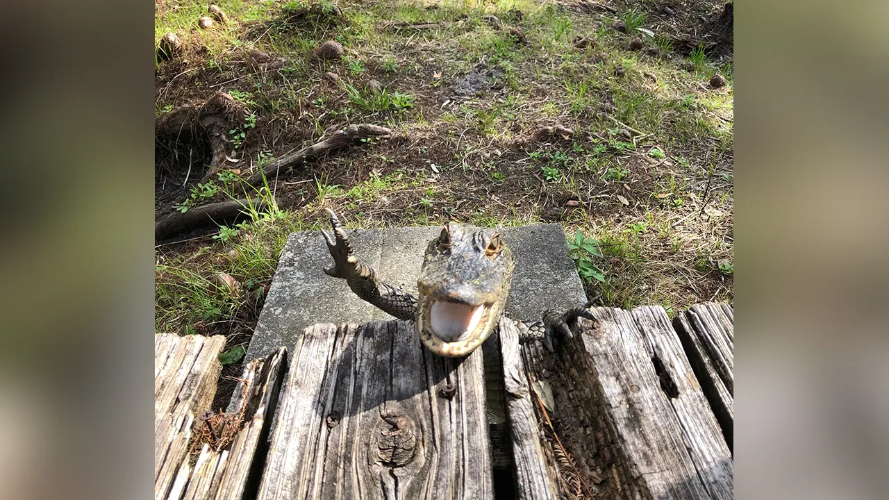 Featured image for "Adorable Alligator Caught Smiling and Waving in Florida Photo"