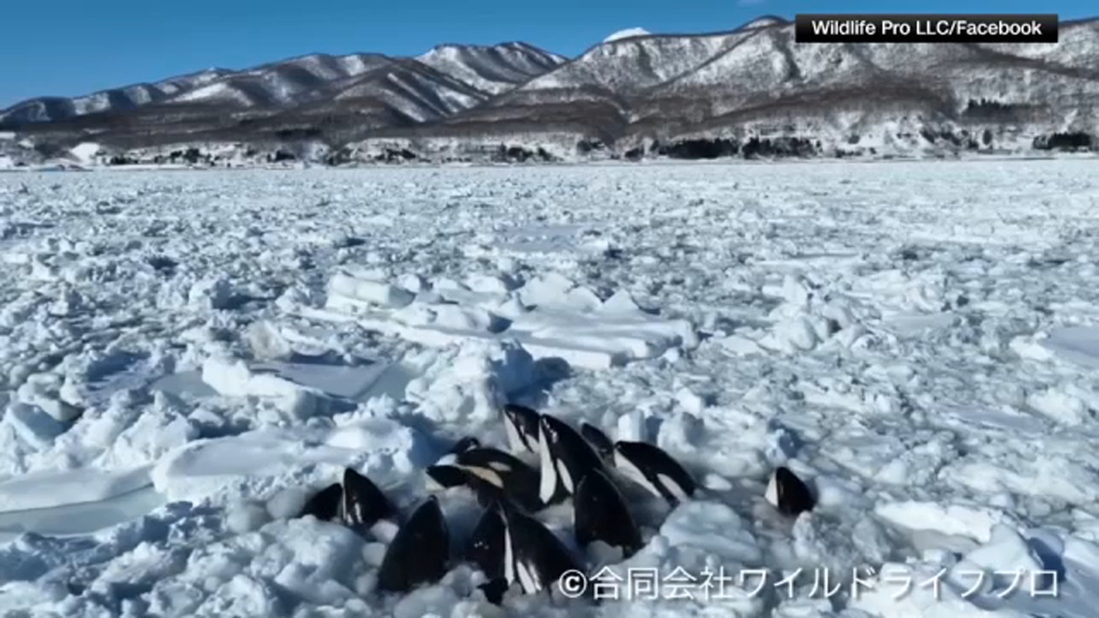 Featured image for "Killer Whales Trapped in Sea Ice off Japan's Northern Coast: Drone Video Captures Struggle"