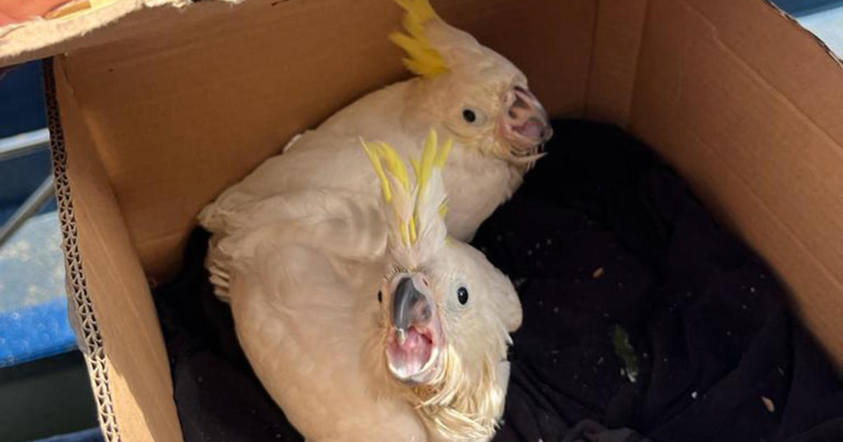 Global Wildlife Trafficking Operation Yields Massive Seizures of Animals and Ivory