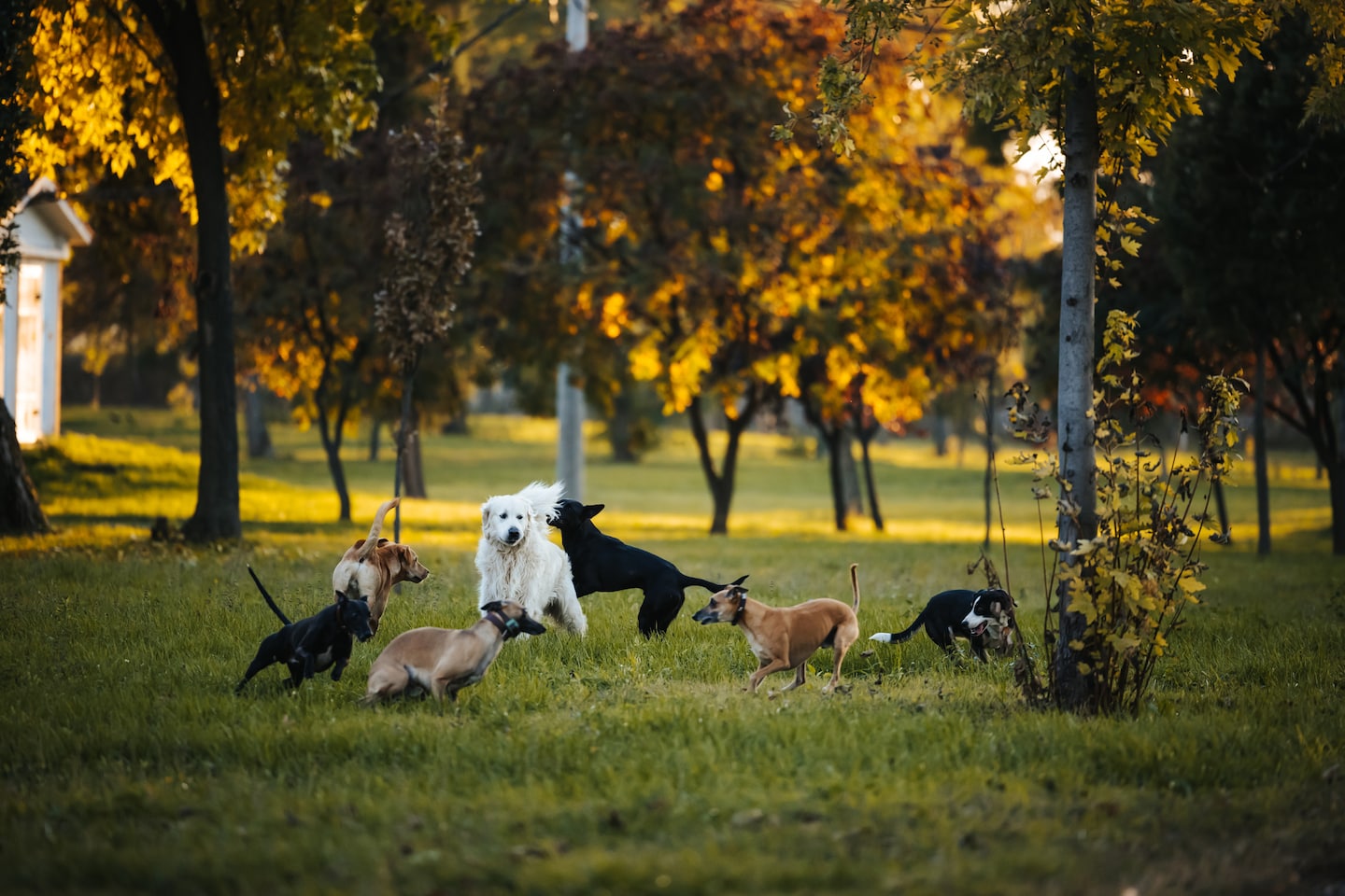 Unraveling the Mystery: The Growing Concern of a Dog Illness During the Holidays