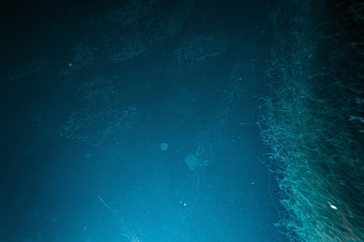 Featured image for Deep-Sea 'Tusked' Creature Discovered with Unusual Cargo