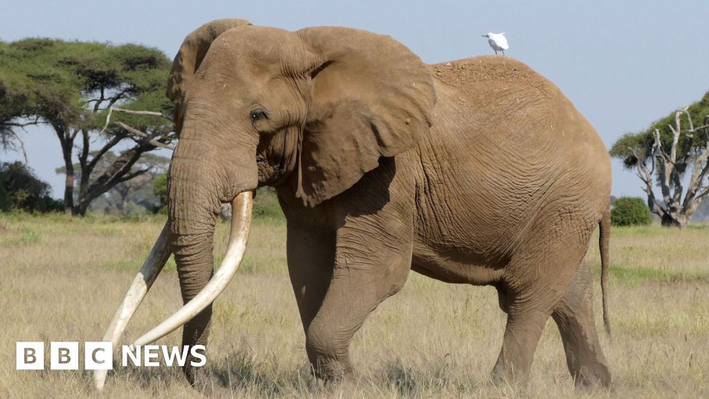 Featured image for Craig, the Iconic Beer-Ambassador Elephant, Passes Away at 54