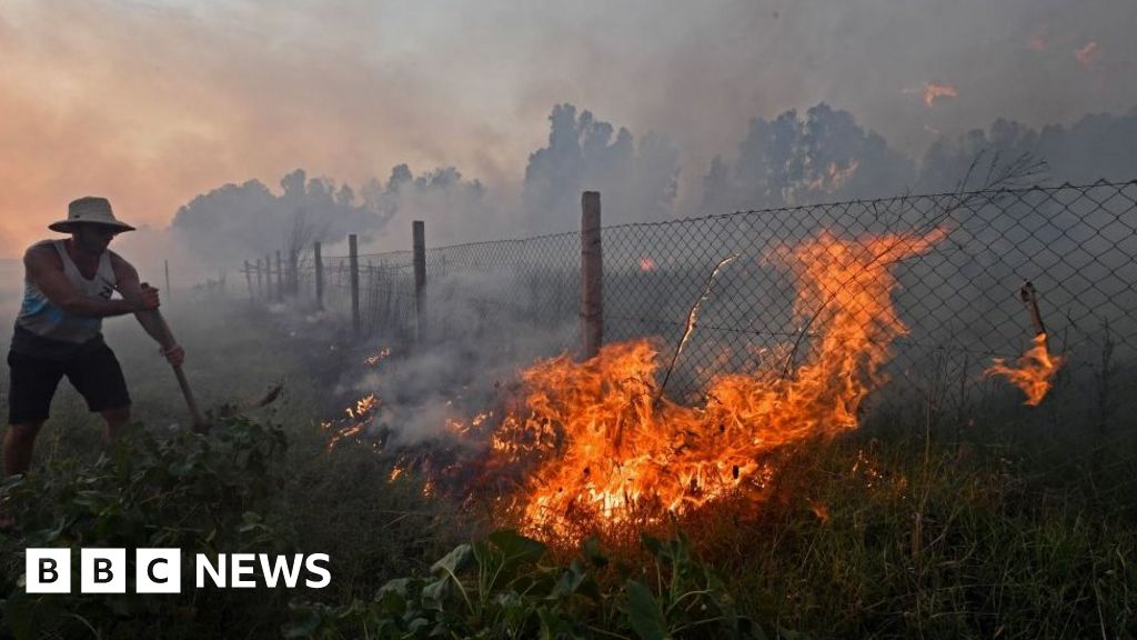 Deadly Wildfires Ravage Algeria and Tunisia, Leaving Destruction and Death in Their Wake