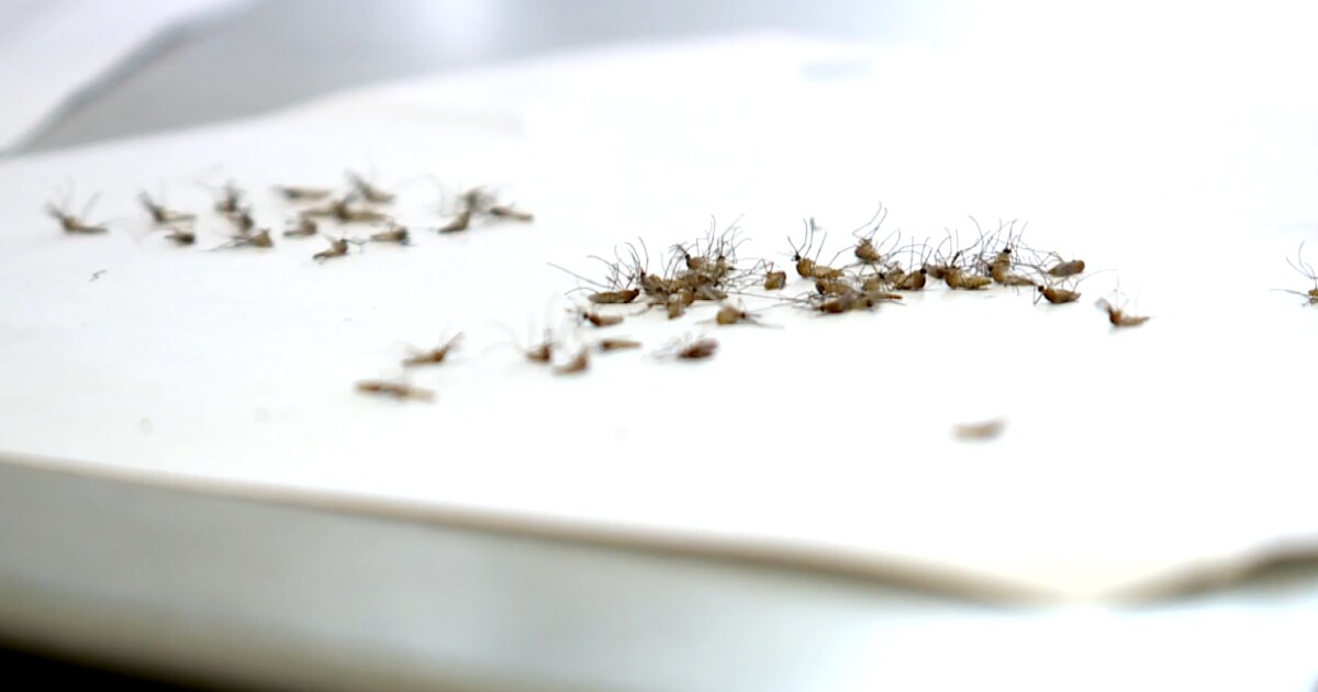 Featured image for Effective Strategies to Prevent Mosquito Bites