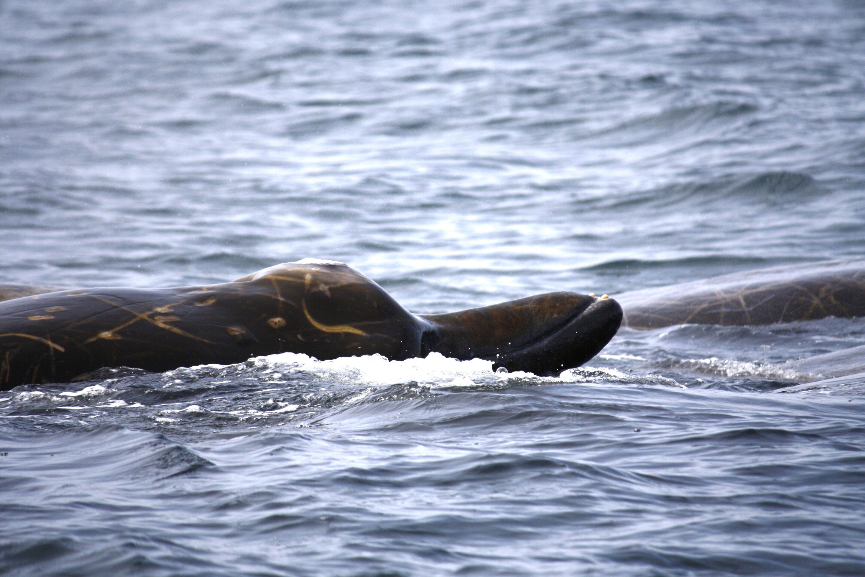 "Uncovering Unexpected Behavior in a Little-Known Mammal Species"
