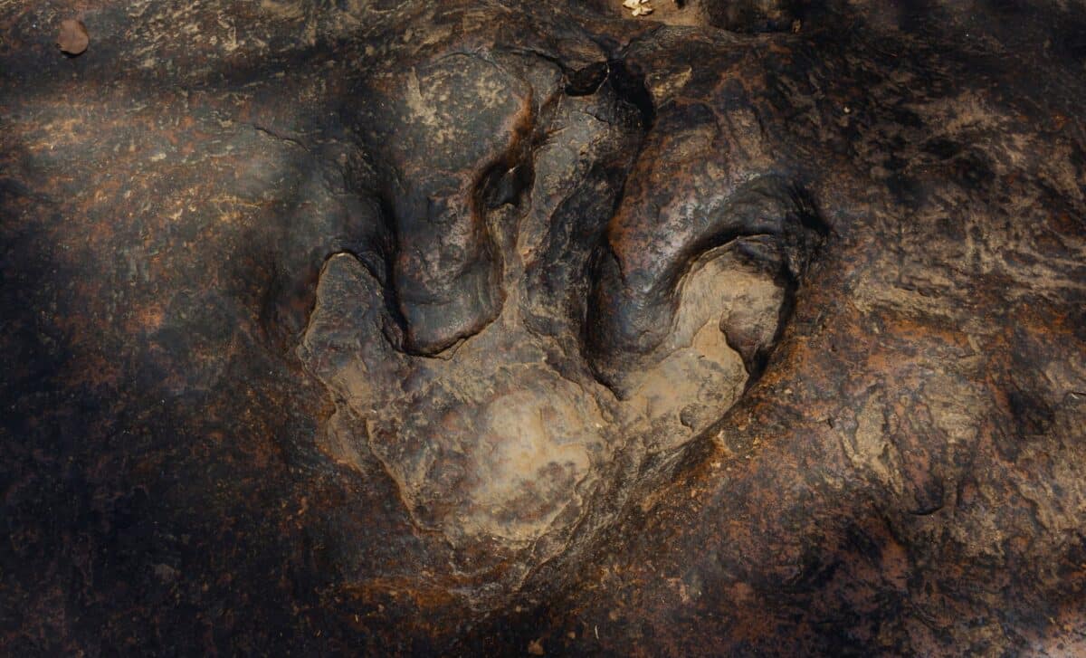 Featured image for 1-Meter Dinosaur Foot Discovered, Breaks World Record After 20 Years