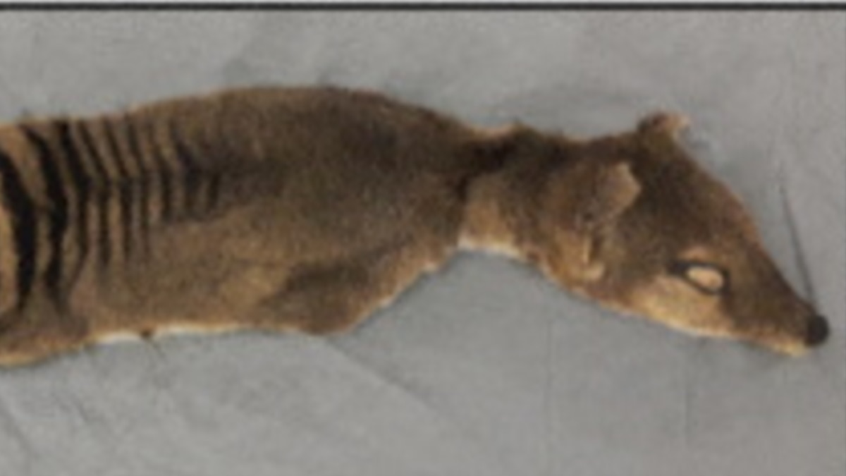 Featured image for "Scientists Extract Genetic RNA from Extinct Tasmanian Tiger, Paving the Way for Species Resurrection"