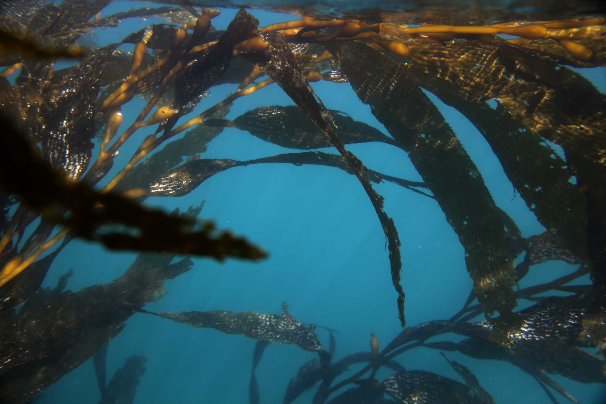 Monterey Peninsula's Kelp Forest Suffers Unprecedented Decline.