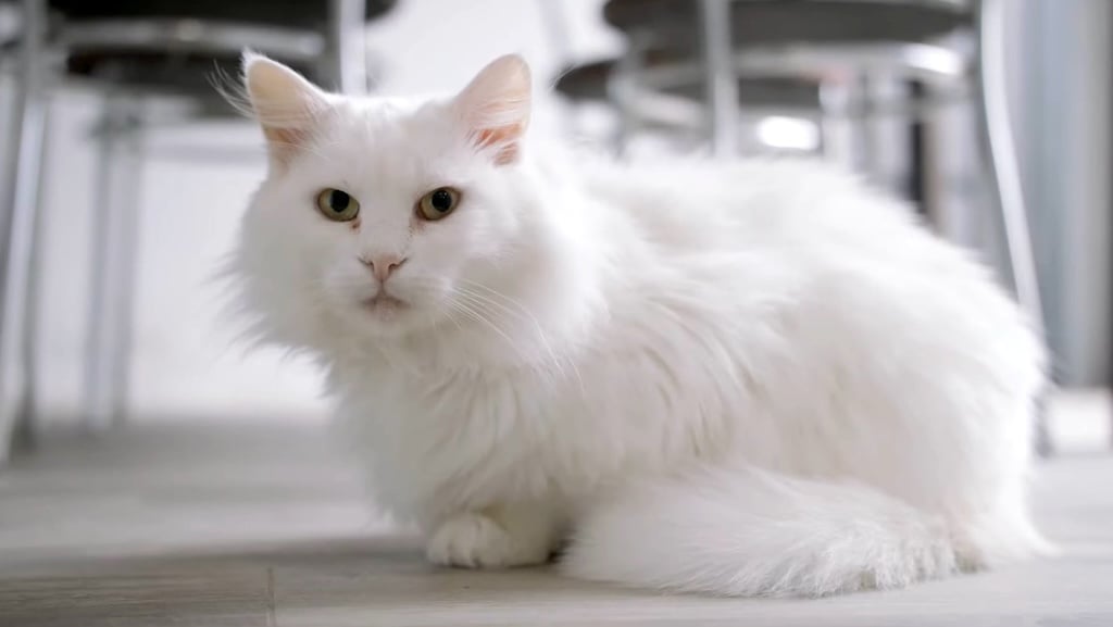 Featured image for "Unveiling the Enigmatic Charms of White Cats"