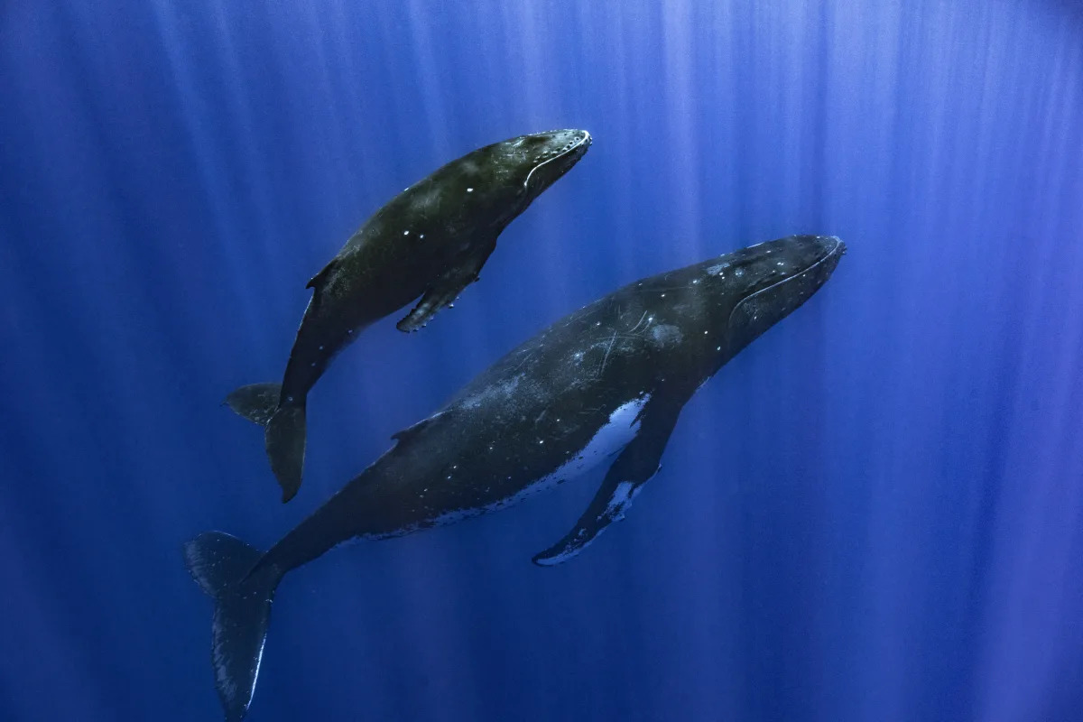 Featured image for "Unraveling the Mystery of Whale Song: Unique Vocal Features and Underwater Communication"