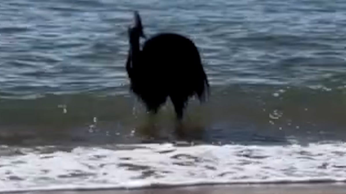 Featured image for Cassowary, the World's Most Dangerous Bird, Surprises Beachgoers by Emerging from the Ocean