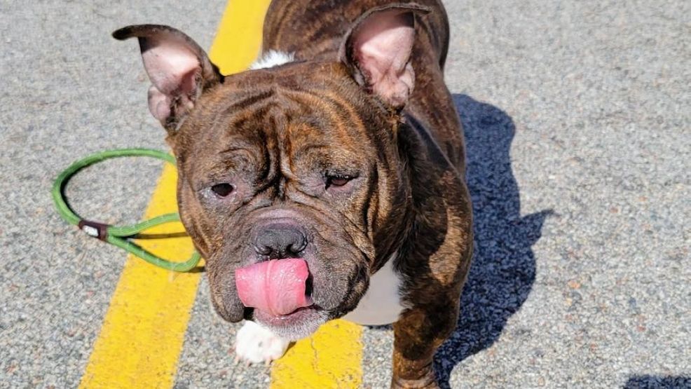 Featured image for "National Puppy Day: Adoption Events and Warnings for Pet Owners"