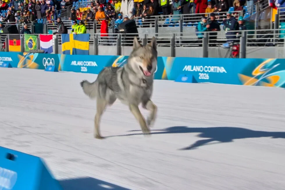 Pup steals the spotlight with a sprint onto Olympic cross-country course