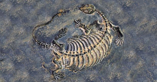 Unexpectedly Amazing Fossil Discoveries.