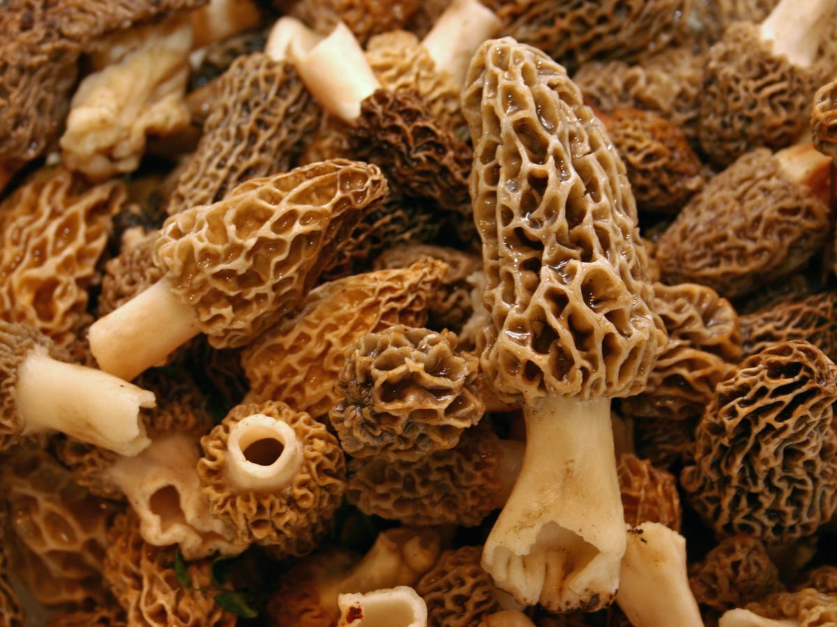 Featured image for "Fatal Outbreak: CDC Warns of Undercooked Morel Mushrooms"