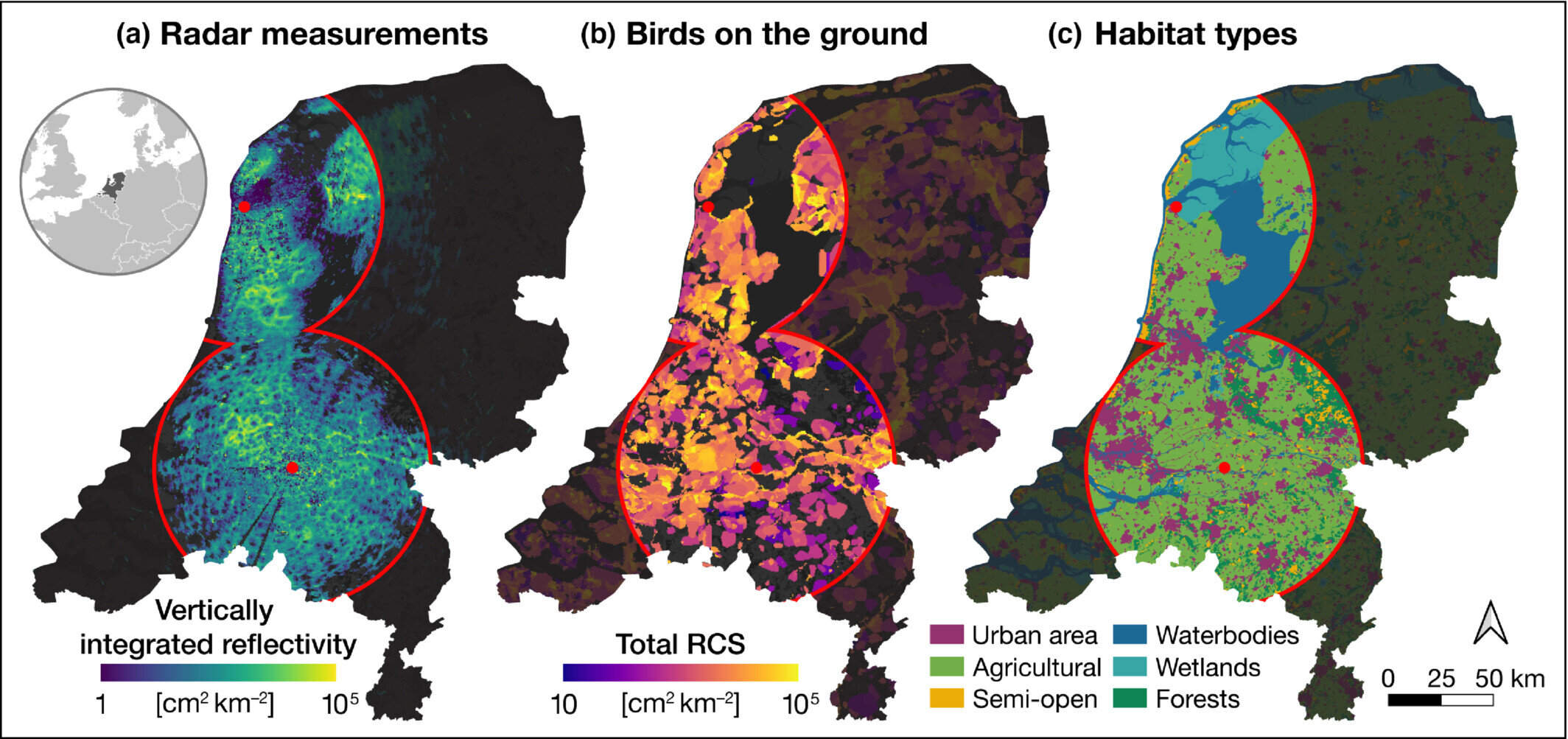 Fireworks on New Year's Eve disrupt bird flight patterns, study finds