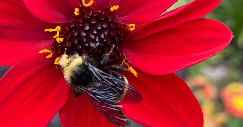Featured image for NYT Spelling Bee Answers and Hints for December 2025