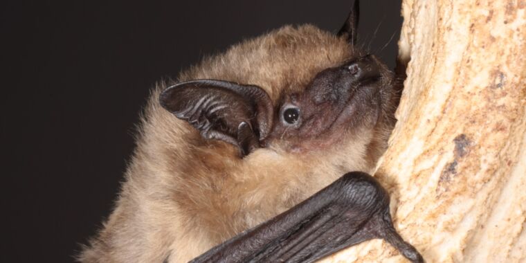 "Unconventional Mating: Serotine Bats Utilize Super-Sized Penises as Extra Limbs"