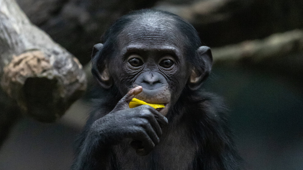 Featured image for Tragic Loss: Cincinnati Zoo's Young Bonobo Succumbs to Virus