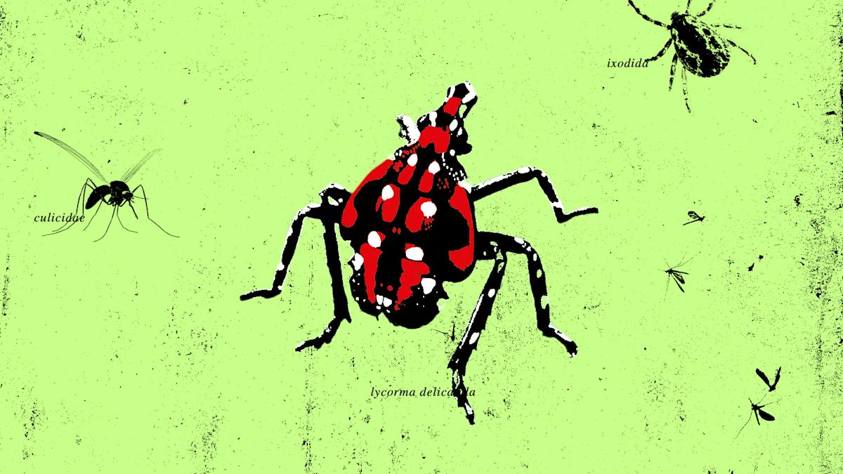 Insect Infestation Frenzy: Battling Tick, Mosquito, and Spotted Lanternfly Outbreaks