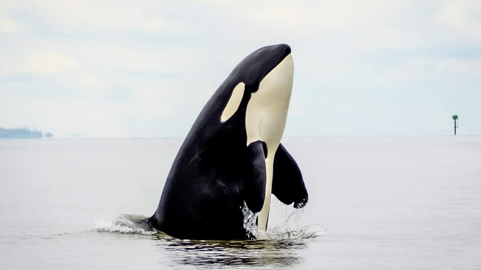 Featured image for Unusual Discovery: Beached Orca Found with 7 Intact Sea Otters Inside