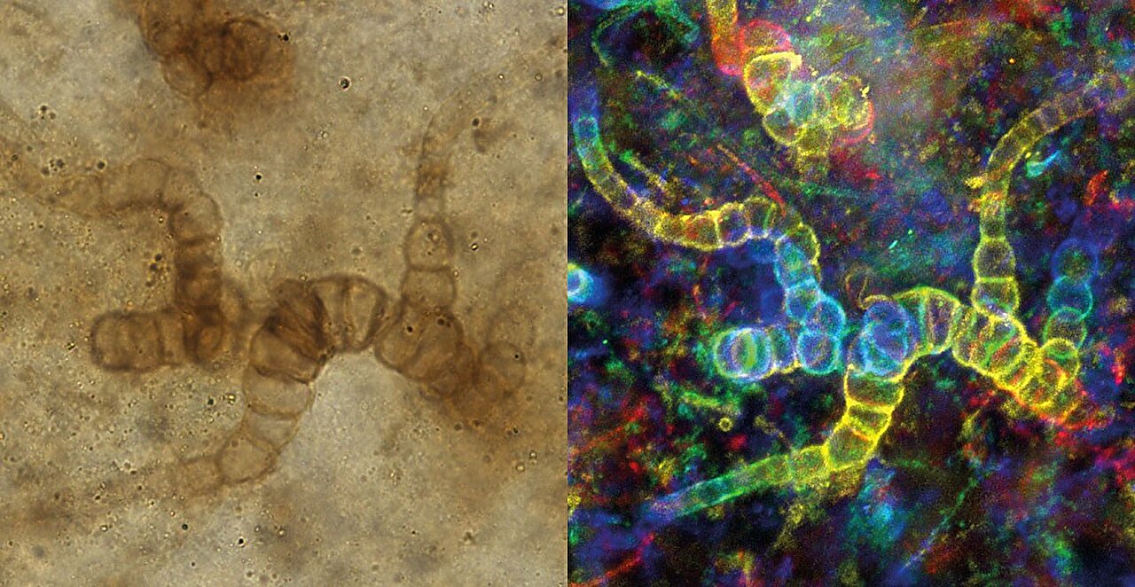 "Pioneering Ancient Bacteria: Land's Earliest Colonizers"