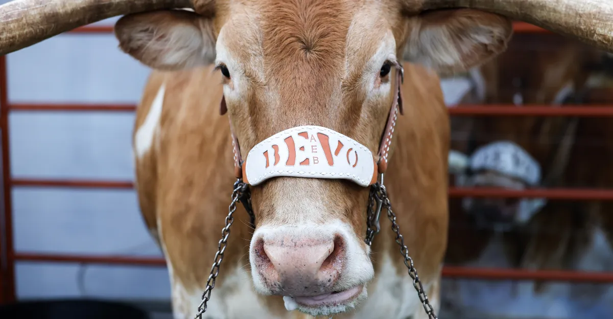 Featured image for Arch Manning Cleared to Start for Texas Against Vanderbilt