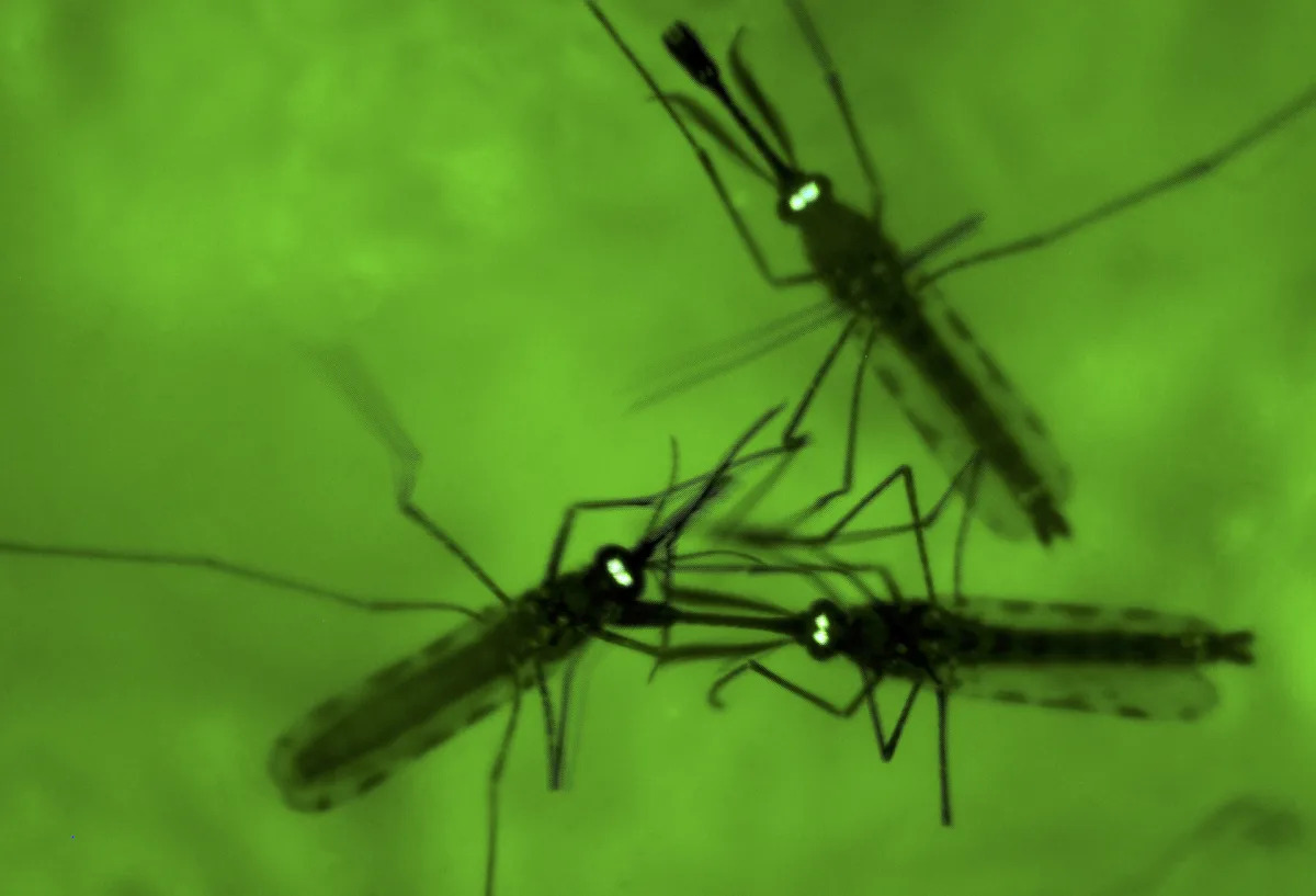 Featured image for The Resurgence of Mosquitoes Poses a Major Public Health Crisis