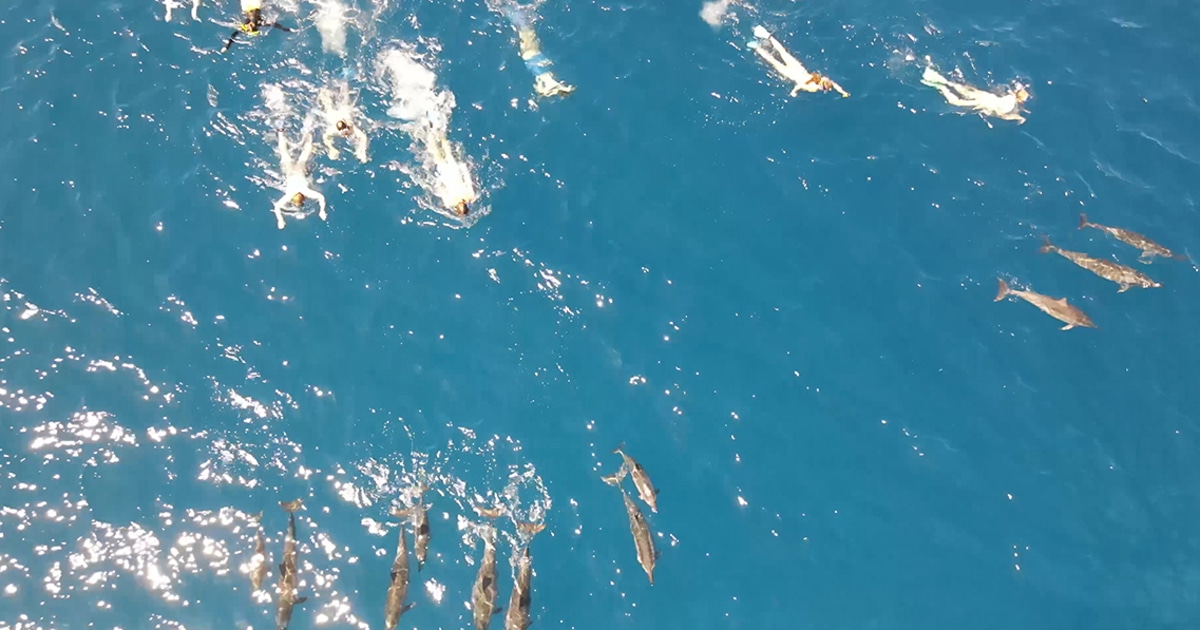 Featured image for 33 swimmers under investigation for harassing wild dolphins in Hawaii